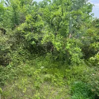 ۲۵۰ متر زمین مسکونی در روستاهای فومن