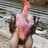 ۲۰تخم مرغ لاری اصلی دونگ بالادروحدتیه