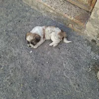 ب پولش نیاز دارم