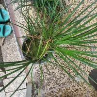 آگروس طلایی و سبز به همراه یال اسبی|گل و گیاه طبیعی|لنگرود, |دیوار