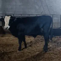 گوسالع نر|حیوانات مزرعه|خوی, |دیوار