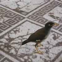 مینا معاوضه
