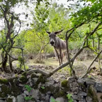 خر جوان|حیوانات مزرعه|دابودشت, |دیوار