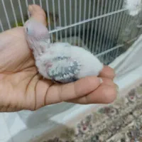 جوجه گرینچیک