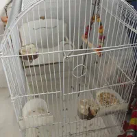 قفس پرنده عروس هلندی و باکس گربه و سگ