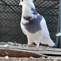 طوقی چند عدد|پرنده|بستان آباد, |دیوار