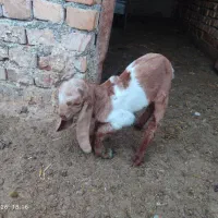 بزغاله پاکستانی نر