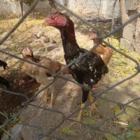 سلام  ۷ عدد جوجه اوشامو|حیوانات مزرعه|طرقبه, |دیوار