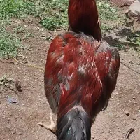 ل ا ر ی