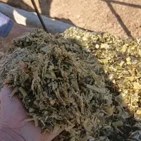 فروش ذرت علوفه و تفاله چغندر بسته بندی شده