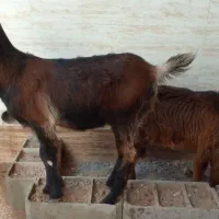 فروش بز افغانی|حیوانات مزرعه|حمیدیه, |دیوار