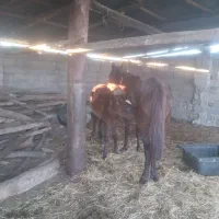 اسب سفید فروشی با کره اسب نر