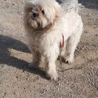 سگ خانگی شیتزو