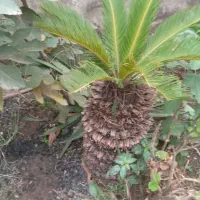 گل سیکاس