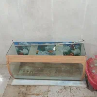 آکواریوم شیشه خم
