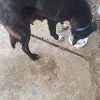 سگ ماده قهدری جون