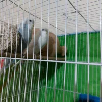 یک جفت مرغ عشق انگلیسی