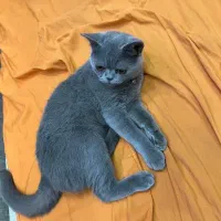 گربه بریتیش نه ماهه|گربه|اصفهان, بابوکان|دیوار
