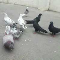 فروش تعدادی کبوتر