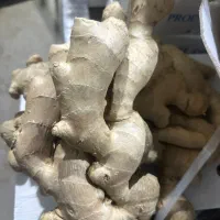 زنجبیل 7 کیلویی