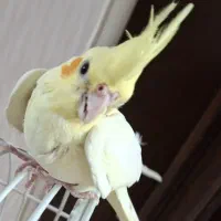 جوجه عروس هلندی فوق العاده زیبا