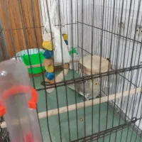 عروس هلندی8ماهه باقفس ولوازم تخفیف خوب|پرنده|قم, انصارالحسین|دیوار