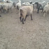 ۲۵راس میش ترکی بختیاری آبستن‌گلون|حیوانات مزرعه|کازرون, |دیوار