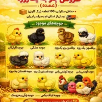 فروش  انواع جوجه یک روزه (عمده)وخرد