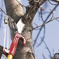 هرس درختان باغ و باغچه حرص