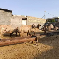 قوچ هترودوساله