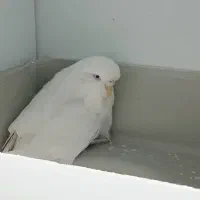 مرغ عشق انگلیسی گرید آ و قفس|پرنده|گرگان, |دیوار