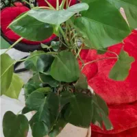 برگ انجیری بامبوی خاکی شفلر طلایی یاس عنکبوتی