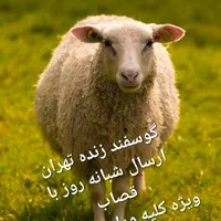 گوسفند فروشی پایتخت خرید حضوری و تلفن دام زنده|حیوانات مزرعه|تهران, پونک|دیوار