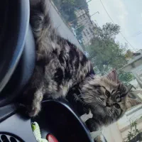 گربه بریتیش لانگ هیر|گربه|لاهیجان, گلستان|دیوار