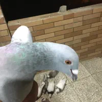 کفتر کفتر بازی