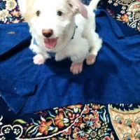 سگ سه ماهه نر