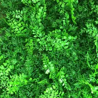 پخش گرین وال green wall|گل مصنوعی|اهواز, کیان اباد|دیوار