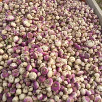 شلقم|عمده‌فروشی|صحنه, |دیوار