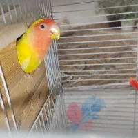 طوطی برزیلی مولد|پرنده|پیرانشهر, |دیوار