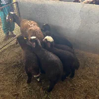 بره قوچ و شیشک قوچی همو شناسنامه دار