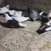 کبوتر سگ پرشی جوین جفت گاه پرشی|پرنده|سبزوار, هفت تیر|دیوار