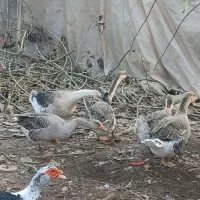 قوغاز|حیوانات مزرعه|آستانه اشرفیه, |دیوار