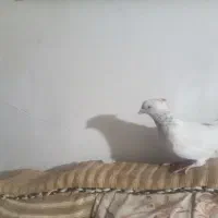 کله ای|پرنده|بم, |دیوار