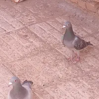 کبوتر آلمانی مسافتی