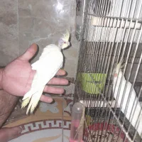 عروس هلندی|پرنده|گلبهار, نوبهار|دیوار