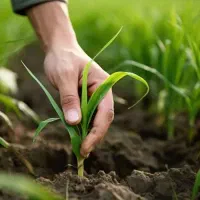 کارشناس کشاورزی