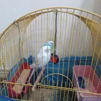 فروش پرنده