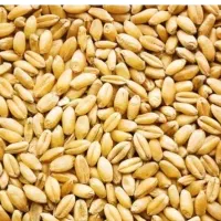 بذر گندم کوهدشت