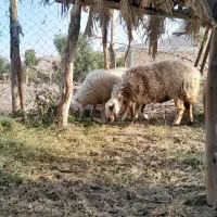 دوعددمیش آبستن