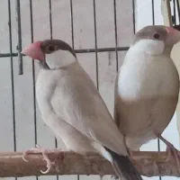 سه جفت فنج نرگسی شکلاتی